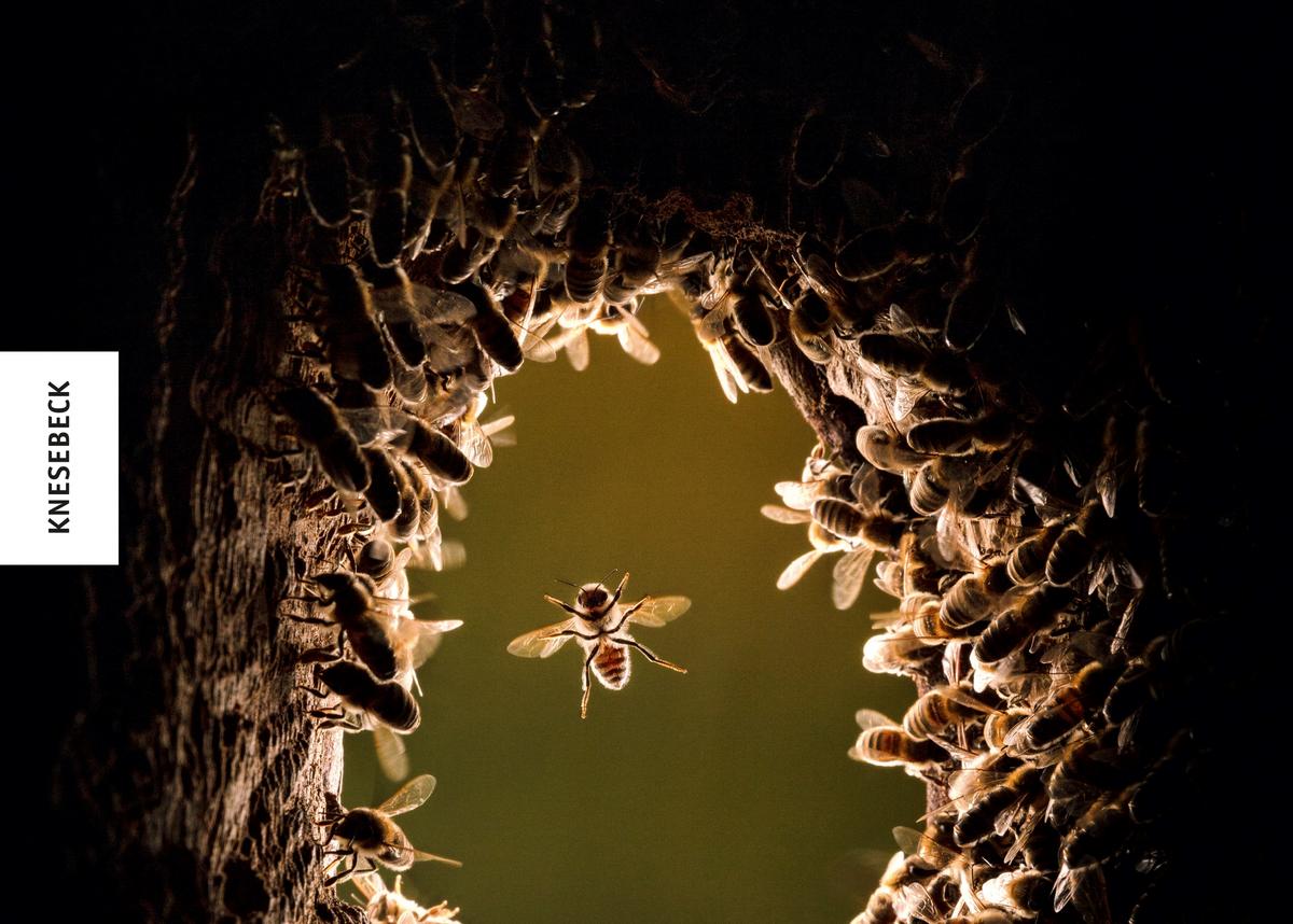 Ausschnitt des Covers "Honigbienen - geheimnisvolle Waldbewohner" (Foto: Knesebeck-Verlag / Ingo Arndt)