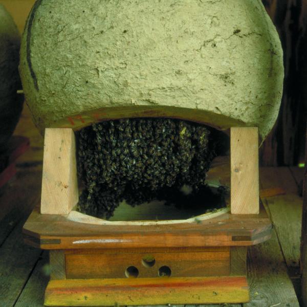 Zur Kontrolle hochgekippter Korb auf speziellem Boden. Die Bienen hängen in Bärten über die bis in den Boden gebauten Waben. (Foto: Thomas Radetzki)