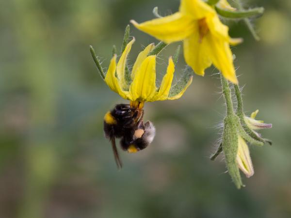Eine Hummel bestäubt eine Tomate. (Foto: ajcespedes)