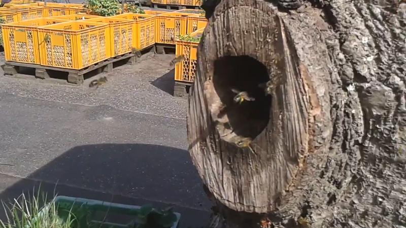 &raquo;Klotzbuche&laquo; auf dem Gartendeck in Hamburg-St. Pauli (Foto: Gunnar Weidt)