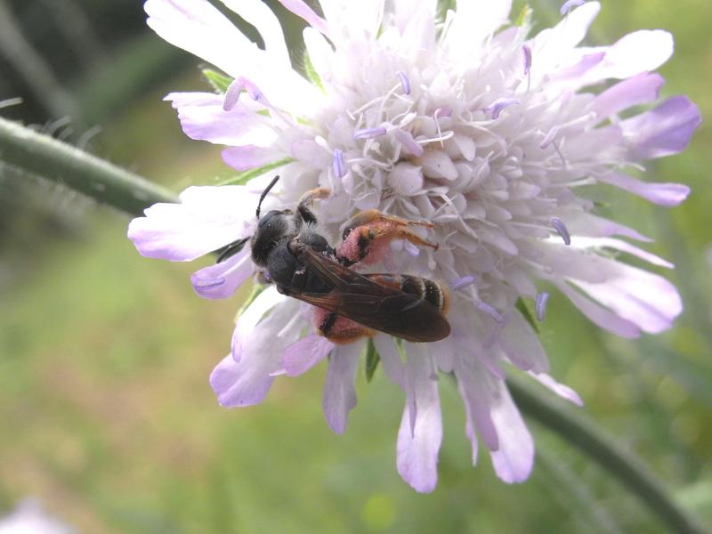 Knautien-Sandbiene (Andrena hattorfiana) in Gremmelsbach (Schwarzwald) 