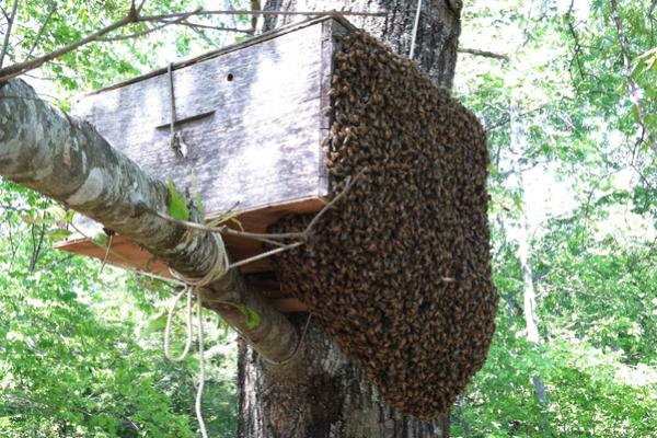 Ein Bienenschwarm zieht in eine Lockbeute ein. (Foto: carolinahoneybees.com)