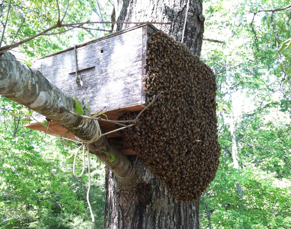Ein Bienenschwarm zieht in eine Lockbeute ein. (Foto: carolinahoneybees.com)
