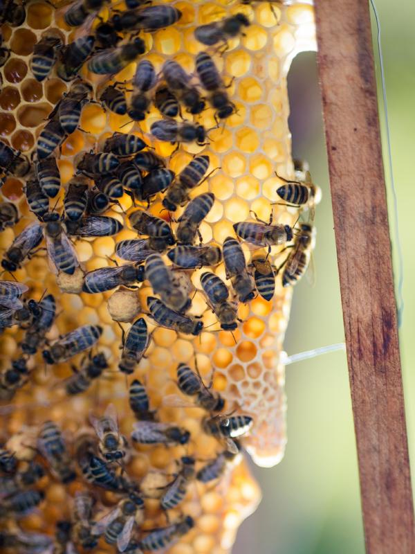 Bienen auf einer Wabe. (Foto: Michèle Brunnmeier)