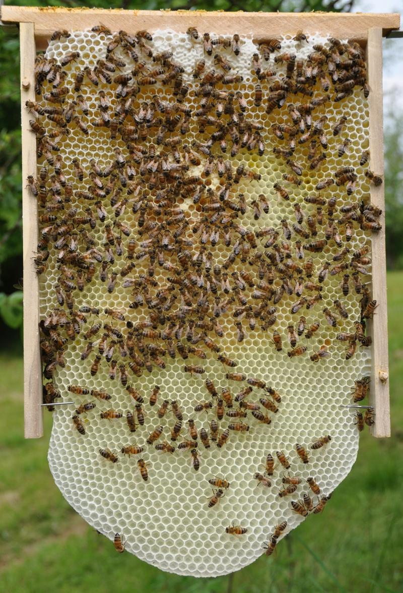 Bedingt durch die Rähmchenform, wächst die Wabe schließlich nach unten. Dabei bleibt die den Bienen wesensgemäße Anordnung der zentrierten Brut, die von Pollen und Futter überlagert wird, erhalten. (Foto: Michel Colette)