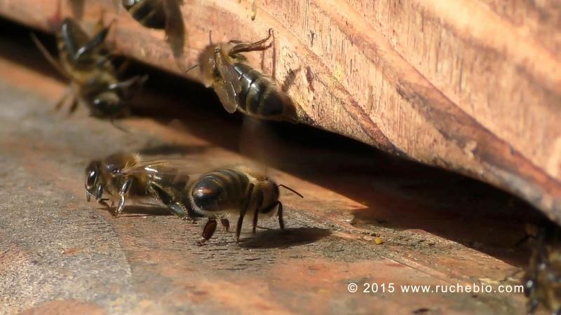 Bienen einlaufen lassen (Foto: Jan Michael)