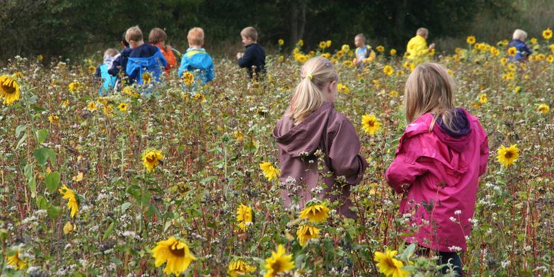 Schulklassen erkunden die Blühstreifen, um das Thema in die Öffentlichkeit zu tragen. (Foto: KÖN/Eva Meyerhoff)