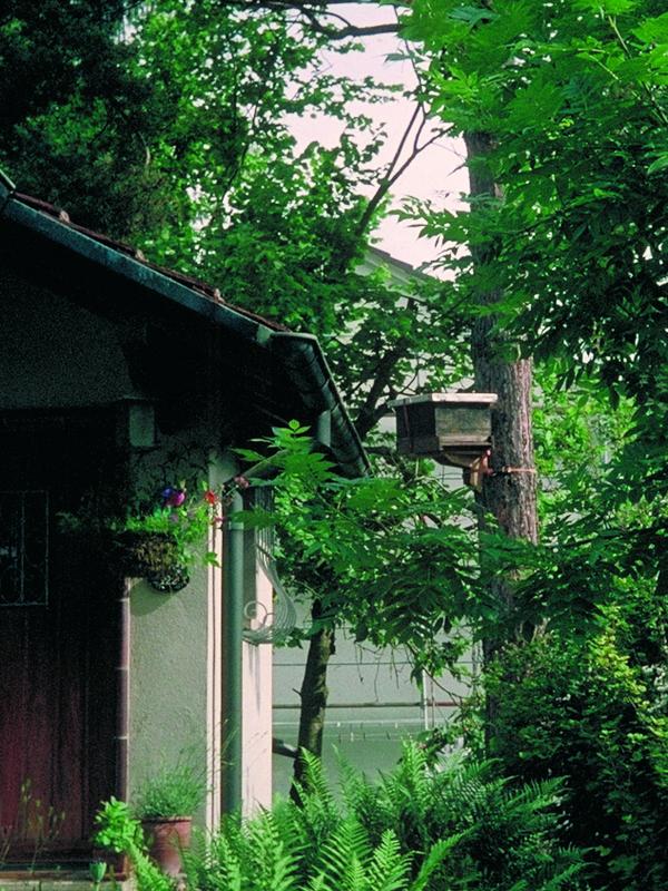 Schwarmfangkasten in einem Baum nahe beim Haus (Foto: Martin Dettli)