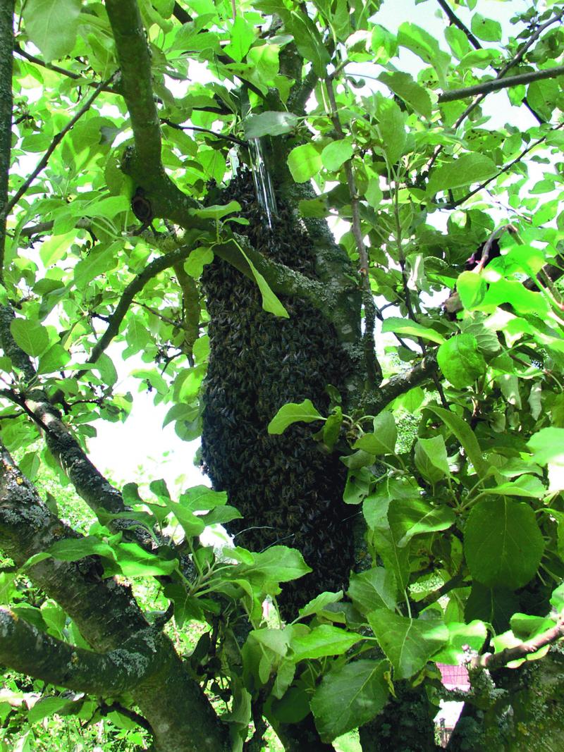 Schwarmprojekt: Bienenschwarm an einem Glasrohr im Baum 