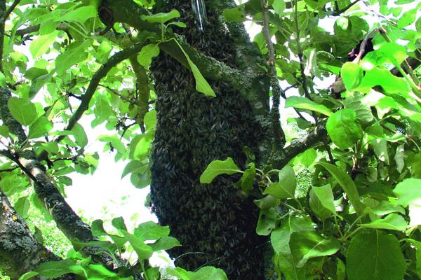 Schwarmprojekt: Bienenschwarm an einem Glasrohr im Baum 