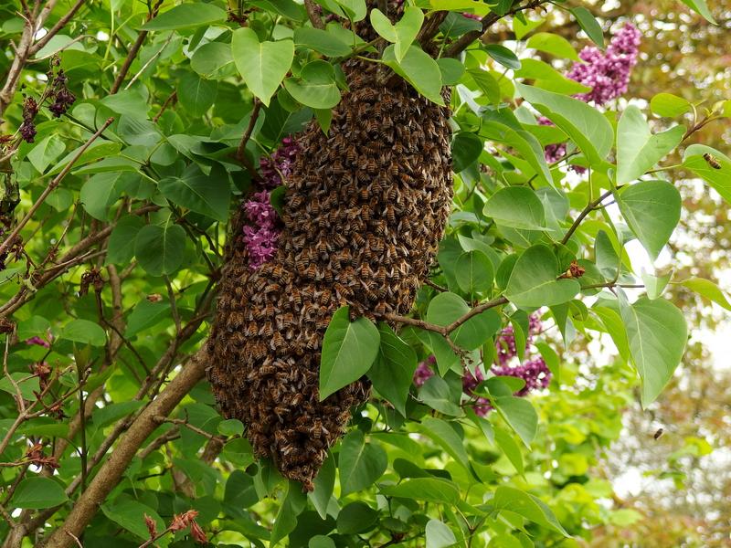 Ein Bienenschwarm und das menschliche Gehirn haben viel gemeinsam. 