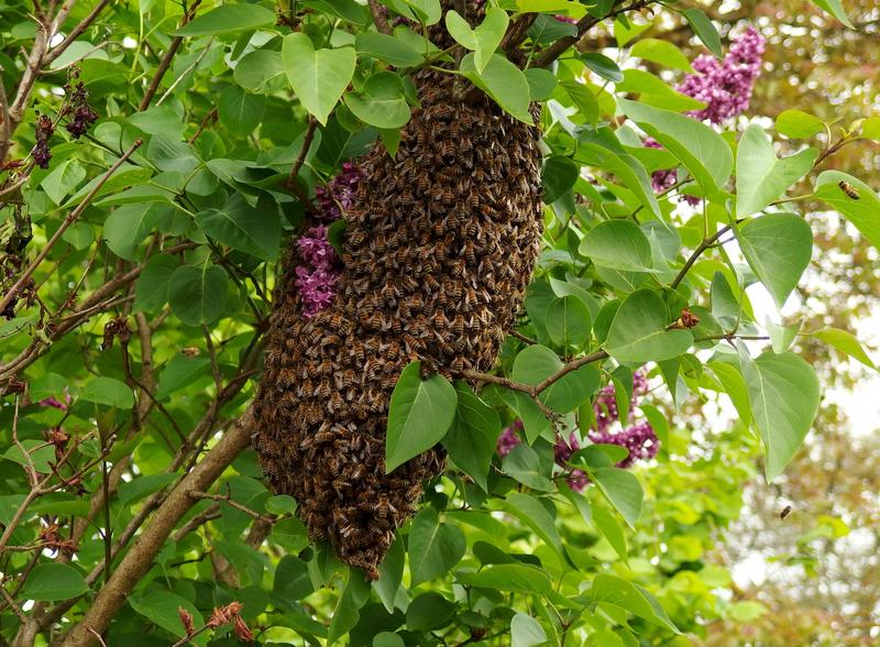 In beeindruckenden Trauben sammeln sich ausgeschw&auml;rmte Bienen, z.B. an B&auml;umen. Dort m&uuml;ssen sie dann "gerettet" werden. (Foto: Britta B&auml;cker)