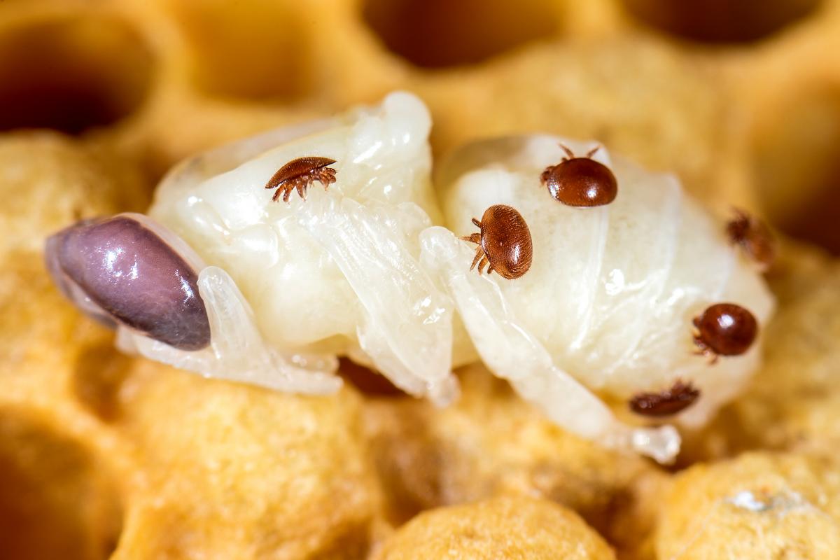 Varroamilben wachsen in der Bienenbrut heran. Das Bild zeigt einige Varroamilben auf einer Biene im Puppenstadium, die aus ihrer Zelle gezogen wurde. (Foto: Fotolia / Mirko Graul)