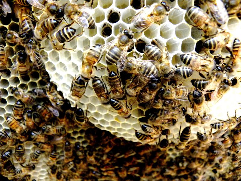 Organischer Naturwabenbau in einem Bienenvolk (Foto: Natural Beekeeping Trust)