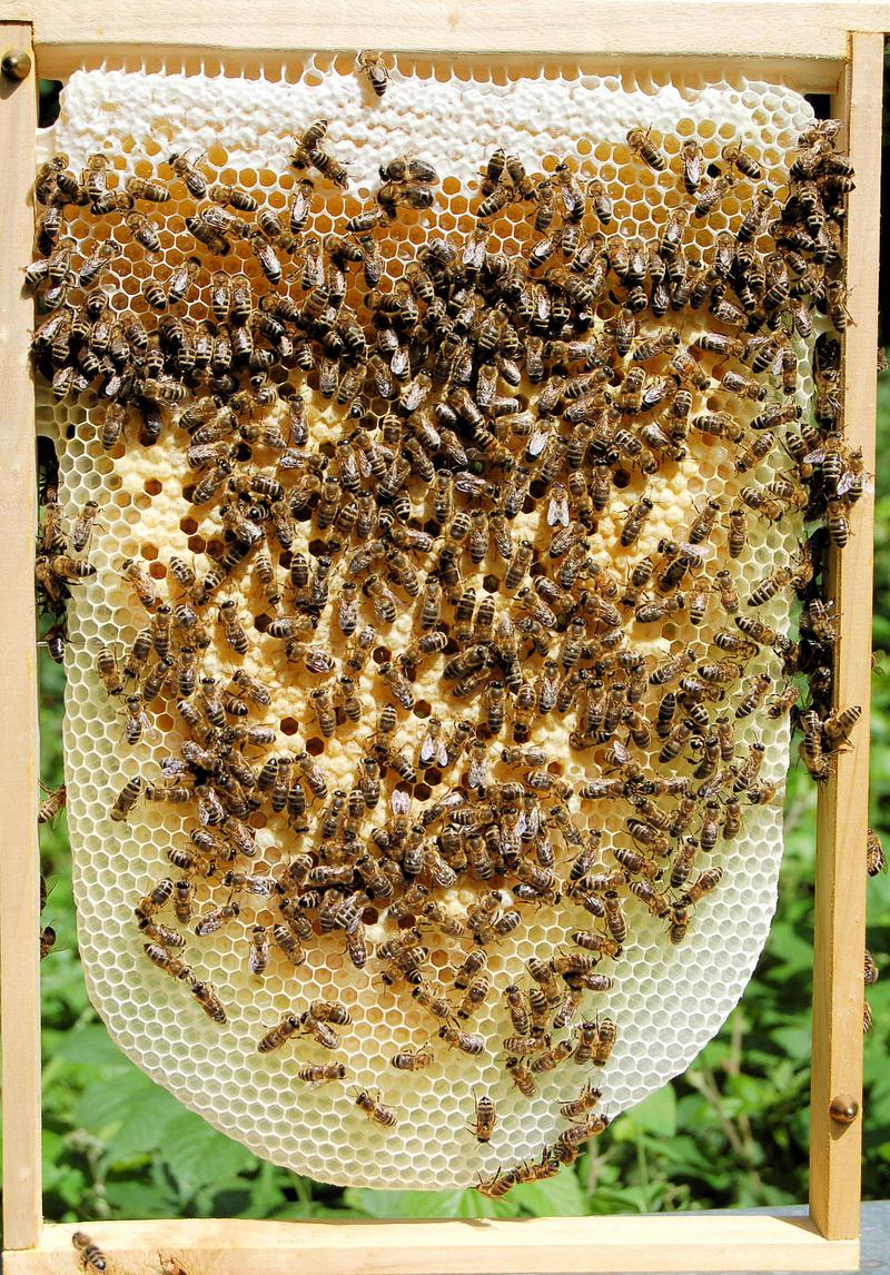 In der wesensgem&auml;&szlig;en Bienenhaltung d&uuml;rfen Bienen ihre Waben selbst bauen, eine wichtige hygienische Ma&szlig;nahme f&uuml;r die Volksgesundheit. (Foto: Michel Colette)