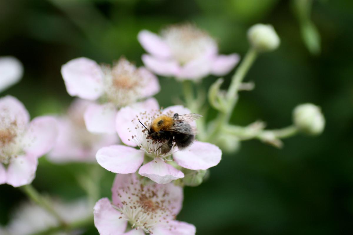5 Cent f&uuml;r mehr Bl&uuml;ten - Waldhummel auf einer Brombeerbl&uuml;te (Foto: Holger Loritz)