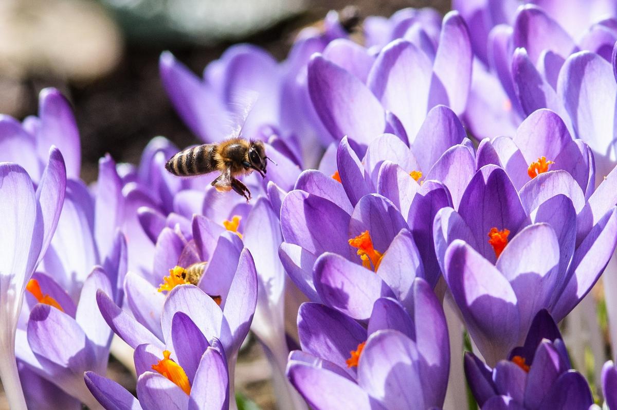 Eine Biene besucht Krokusse (Foto: Norbert Poeplau)
