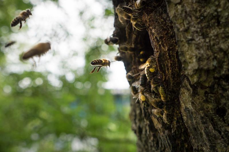 Es k&ouml;nnte so sch&ouml;n sein: Wildlebende Honigbienen in einer Baumh&ouml;hle, abseits der Zivilisation. In der Realit&auml;t funktioniert das leider nur in den wenigsten F&auml;llen. (Foto: Felix Remter)