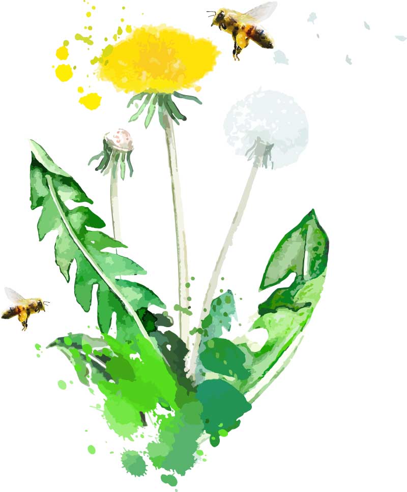 Ringelblume